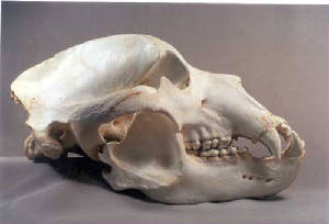 ca-07707-kodiak-bear-skull.jpg
