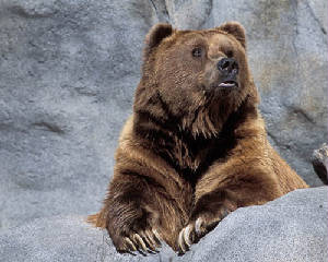 kbear10632-326.jpg