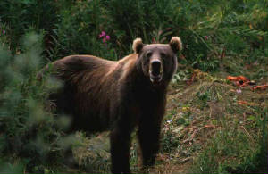 kodiakbrownbear.jpg