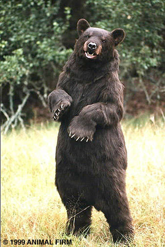 bear.jpg