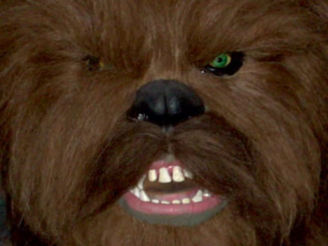chewie.jpg